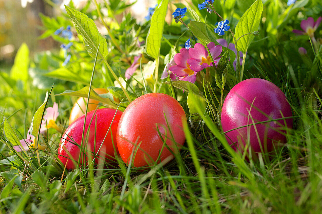 Ostereier und Frühblüher, Blüten von Primeln und Vergissmeinnicht auf einer Wiese, Deutschland