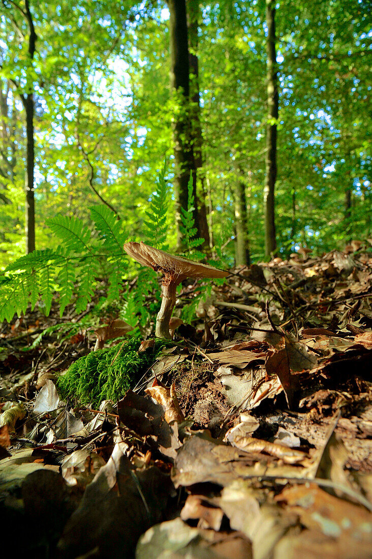 Herbstwald mit Lamellenpilz inmitten von braunem Laub mit Farn und unscharfen Buchen im Hintergrund, Hessen, Deutschland