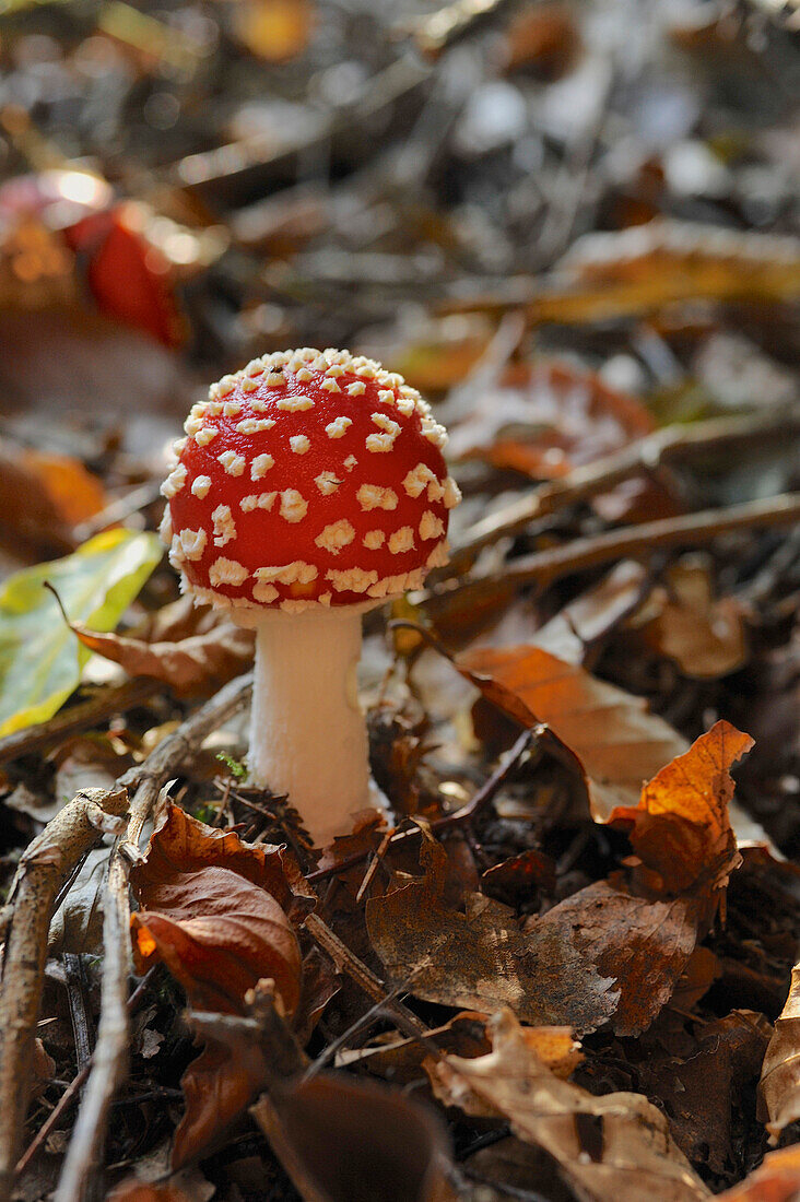 Fliegenpilz in Herbstlaub, Amanita muscaria, Hintergrund unscharf, Mittelhessen, Hessen, Deutschland