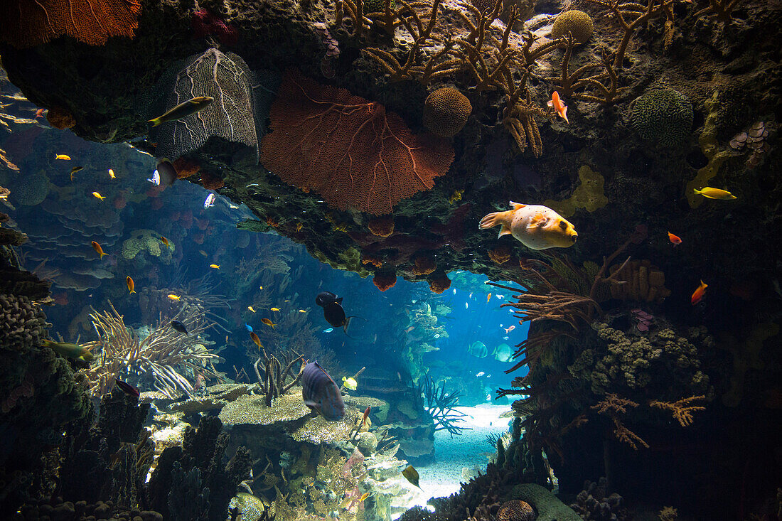 Bunte Fische im tropischen Becken im Aquarium Oceanario de Lisboa im Parque das Nacoes (Park der Nationen), Lissabon, Portugal