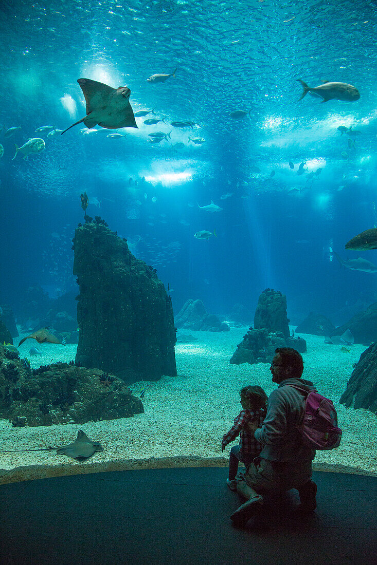Vater und Tochter betrachten Rochen und Fische im Aquarium Oceanario de Lisboa im Parque das Nacoes (Park der Nationen), Lissabon, Portugal