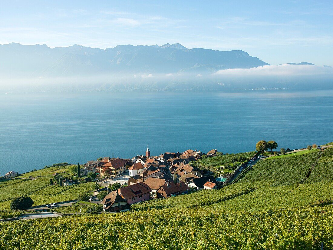 Switzerland  Canton Vaud  Montreux  Lavaux Vineyards.