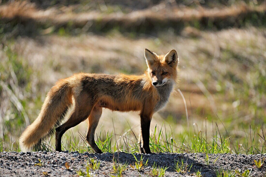 Red fox Vulpes vulpes hunting near the road