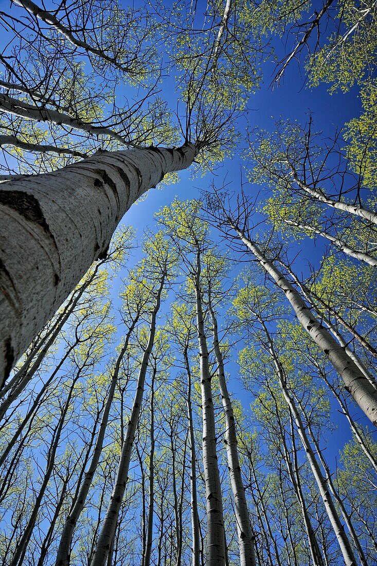 Looking up in an aspen woodland in early spring, Greater Sudbury, Ontario, Canada
