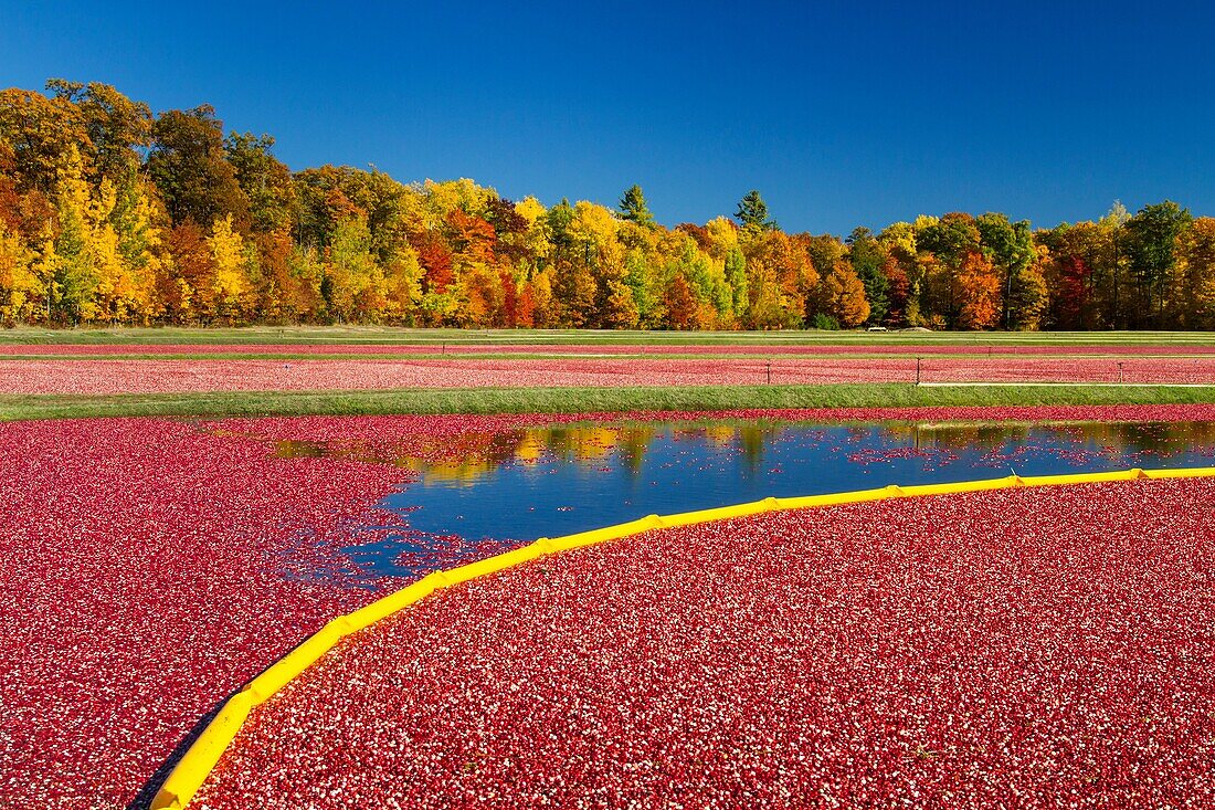 The Vilas Cranberry Co., flooded marsh with fall foliage color at Manitowish Waters, Wisconsin, USA