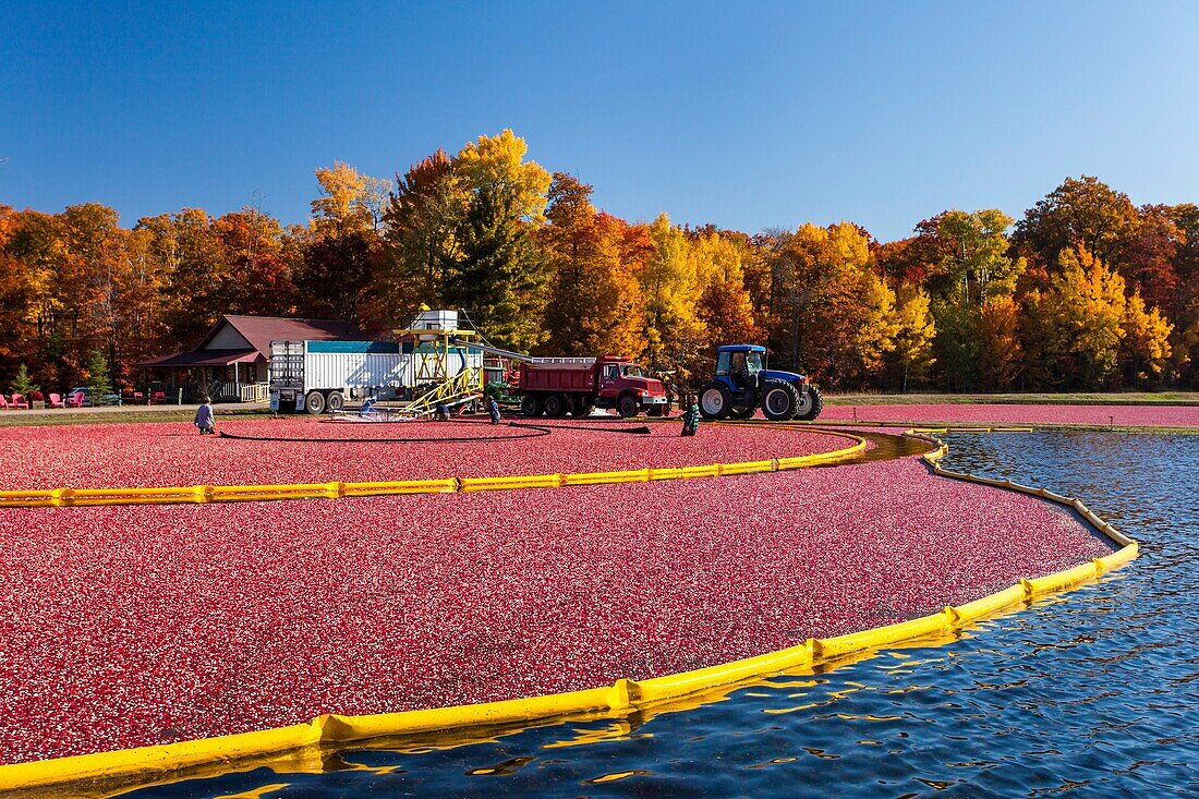 Cranberry harvesting operations at the Vilas Cranberry Co., marsh at Manitowish Waters, Wisconsin, USA