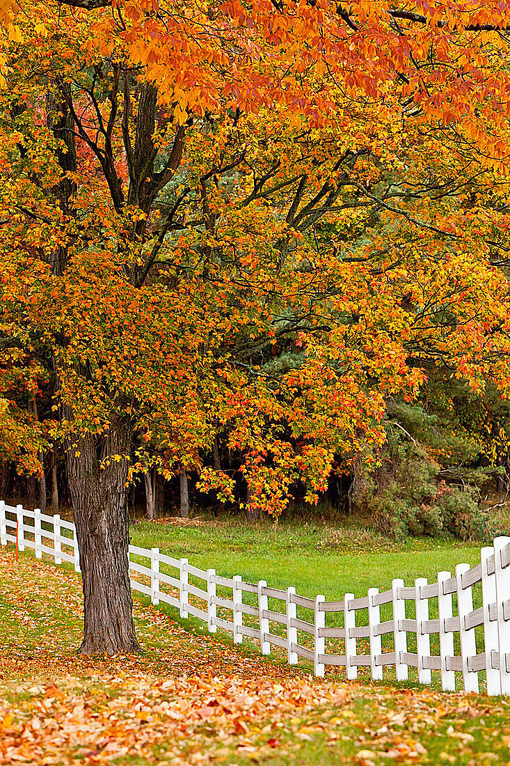 Fall foliage color in the trees along Highway 119 in Michigan´s Lower Peninsula