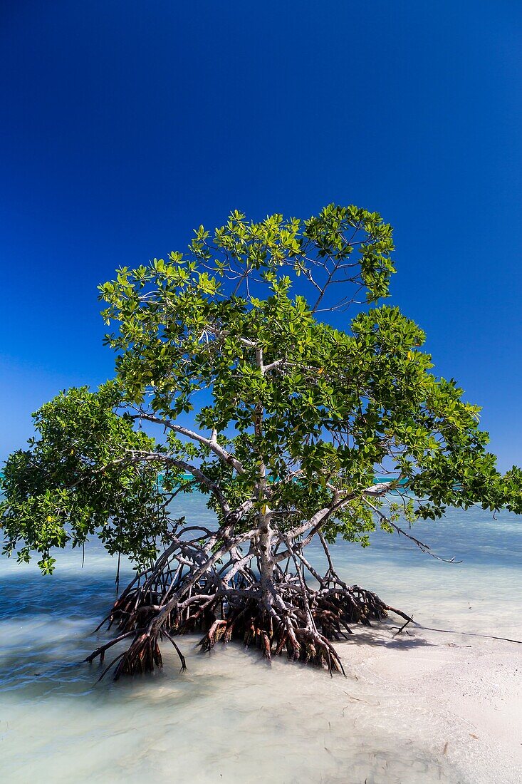 A mangrove plant on the shore of the island of Cay Caulker, Belize