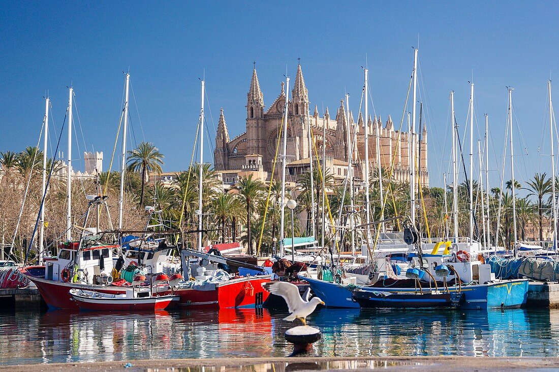 Palma Cathedral from Moll de la Riba, Palma, Mallorca, Balearic Islands, Spain, Europe