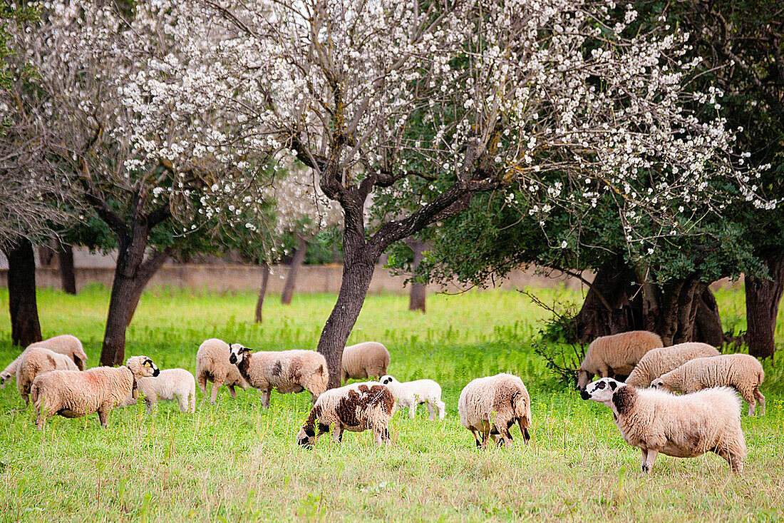 Schafherde zwischen Mandelblüten, Esglaieta, Esporlas, mallorca, Balearen, Spanien, Europa