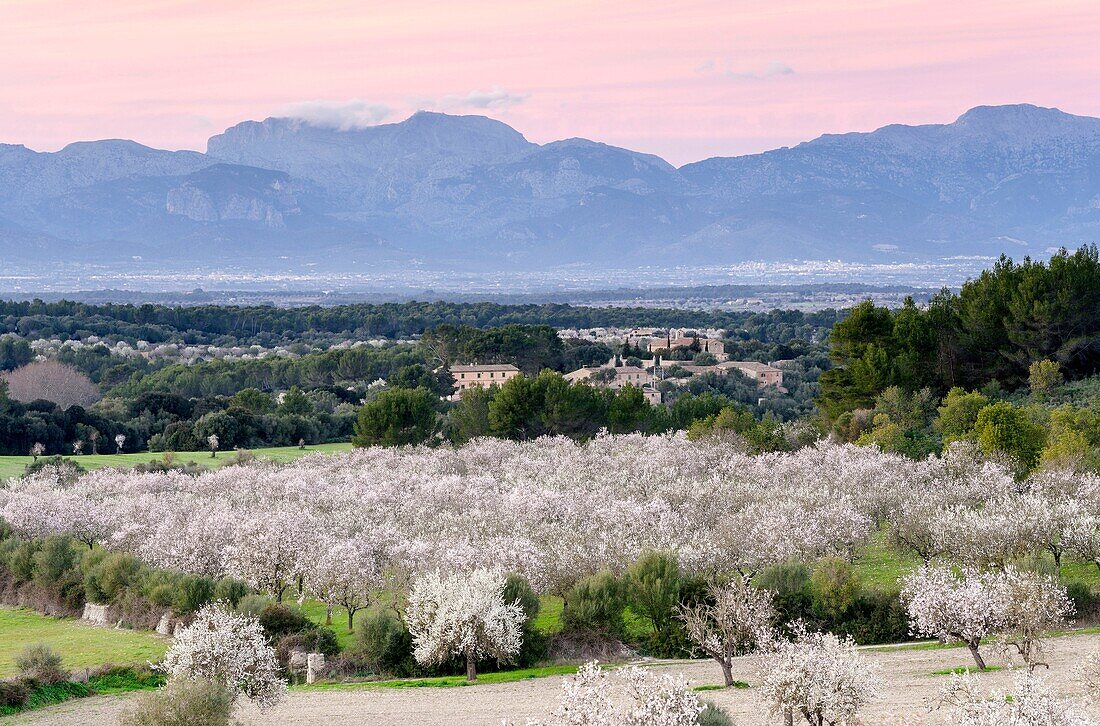 Almond Blossom, Aubenya estate, Algaida, Mallorca Balearic Islands, Spain, Europe