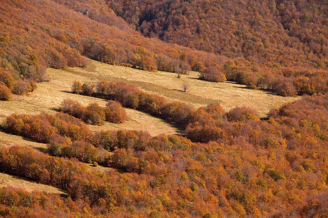 Bieszczady Mountains  Poland  Beech forests