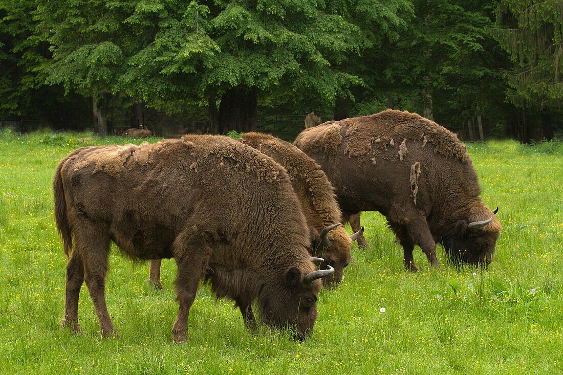 Bison (Bison bonasus), Bialowieza National Park, Poland