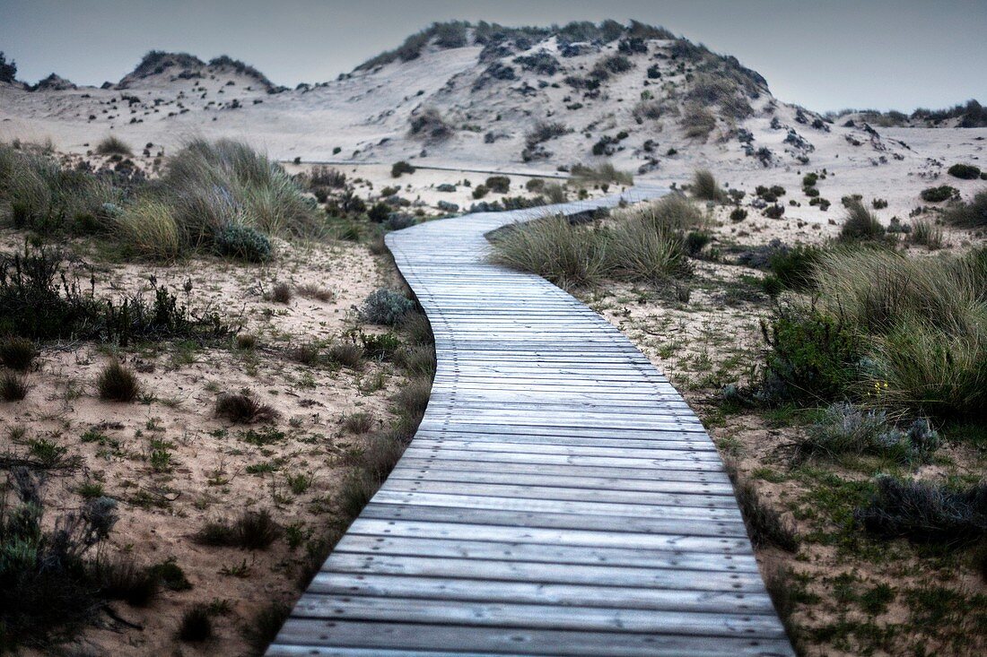 Wooden footbridge, Doñana National Park Huelva province, Andalucia, Spain