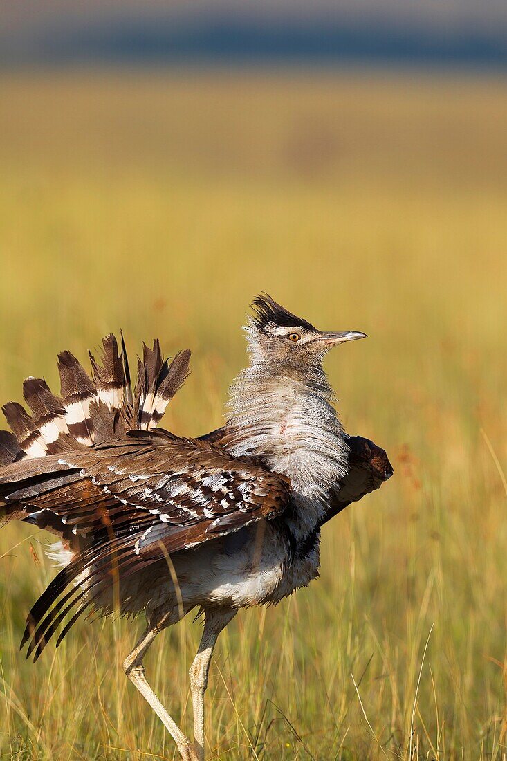 Male kori bustard (Ardeotis kori), Maasai Mara National Reserve, Kenya, Africa.