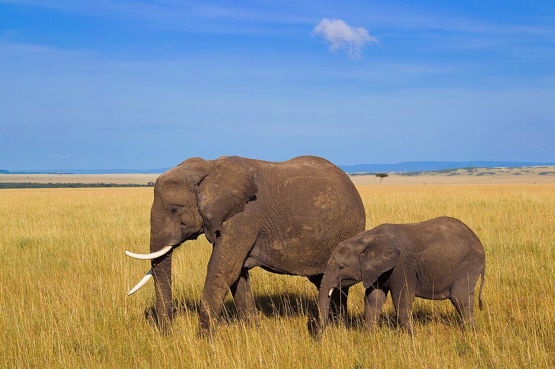 African elephant (Loxodonta africana) mother with calf, Maasai Mara National Reserve, Kenya, Africa.