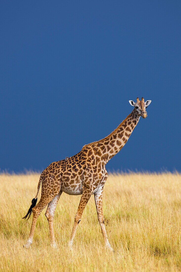 Masai giraffe (Giraffa camelopardalis tippelskirchi) in savanna, Maasai Mara National Reserve, Kenya, Africa.