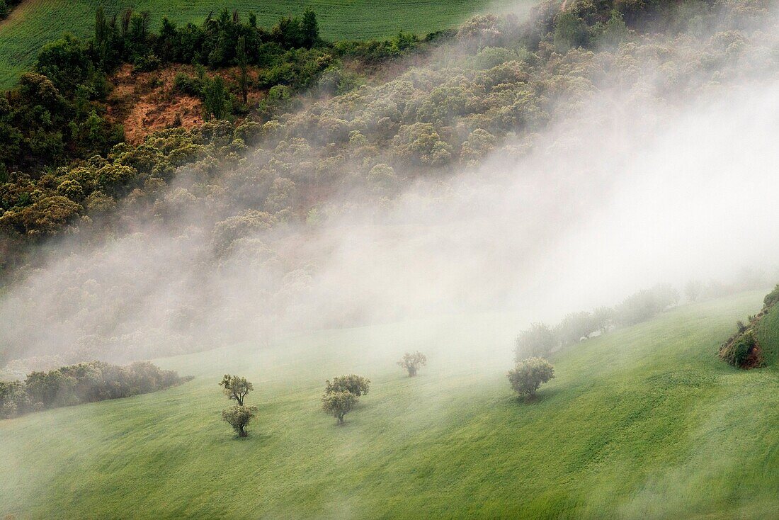 Early morning fog covering agricultural landscapes, Lleida, Spain