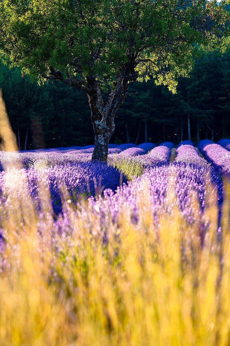 Blooming field of Lavender Lavandula angustifolia around Sault and Aurel, in the Chemin des Lavandes, Provence-Alpes-Cote d´Azur, Southern France, France, Europe, PublicGround