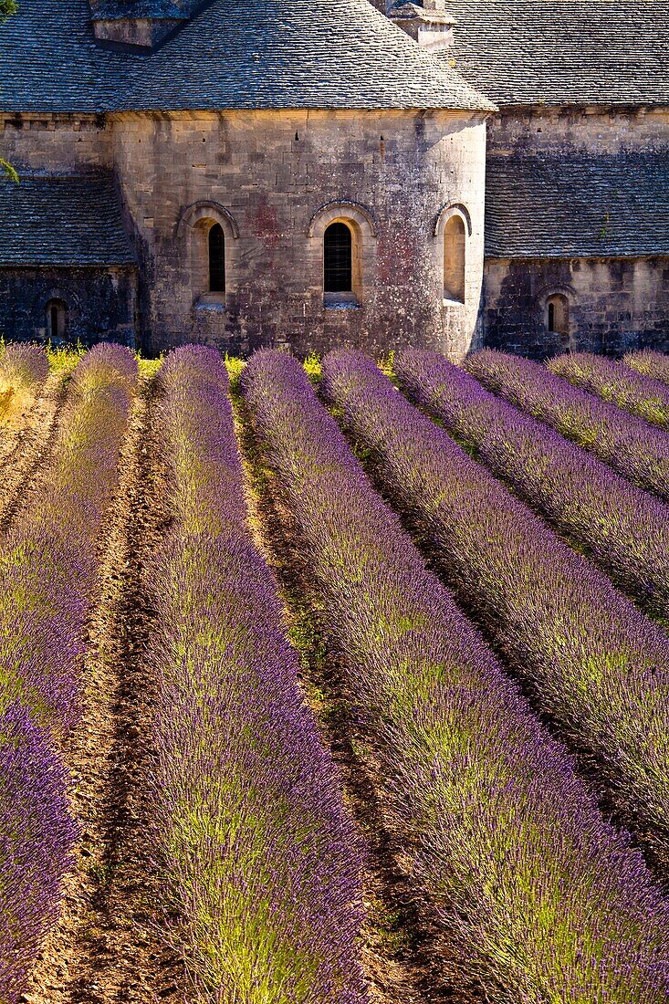 Blooming field of Lavender Lavandula angustifolia in front of Senanque Abbey, Gordes, Vaucluse, Provence-Alpes-Cote d´Azur, Southern France, France, Europe