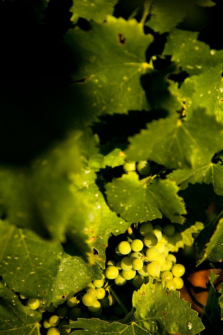 Wine production in Bonnieux, Vaucluse, Provence, France