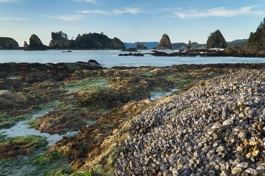 Colonies of mussels on rocks at low tide, Point of the Arches, Olympic National Park Washington
