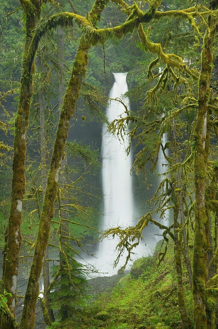 North Falls, Silver Falls State Park, Oregon