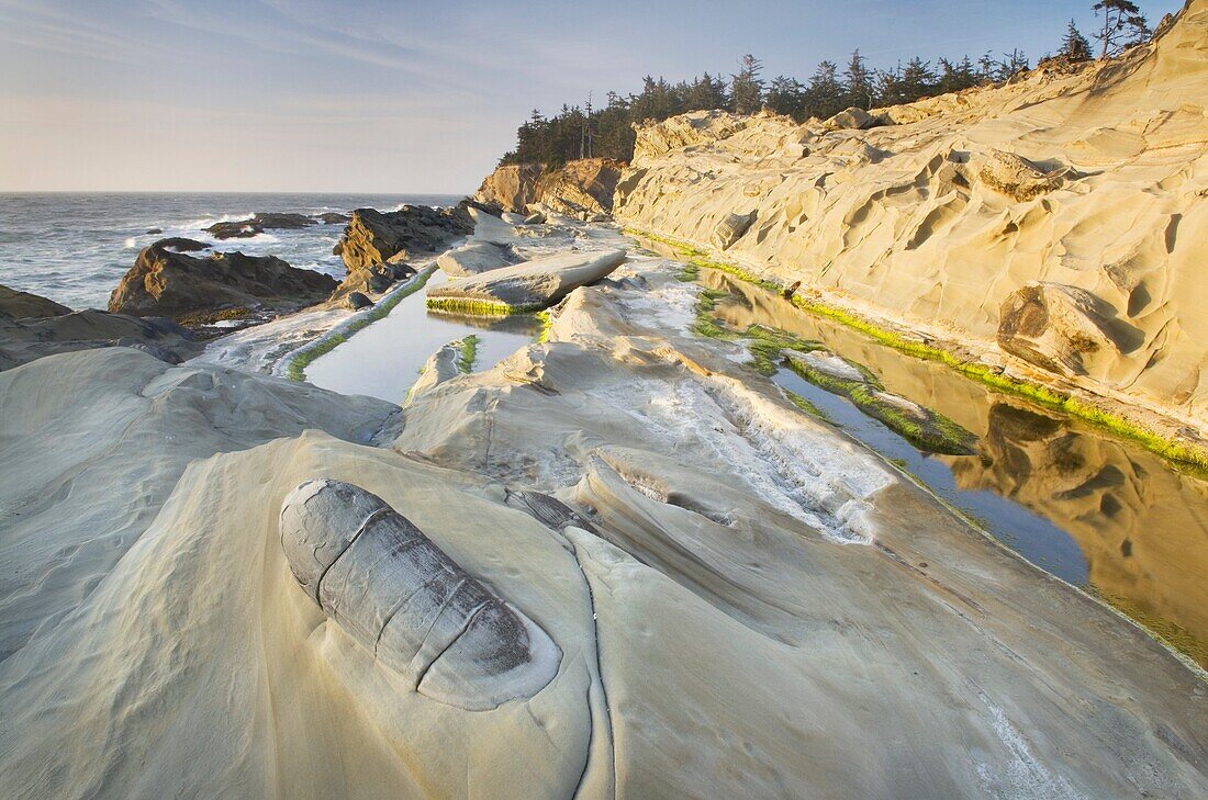 Concretions in the sandstone cliffs of Shore Acres State Park on the Oregon Coast