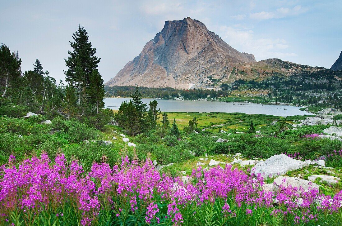 Mitchell Peak with Fireweed in foreground, Cirque of the Towers Popo Agie Wilderness, Wind River Range Wyoming