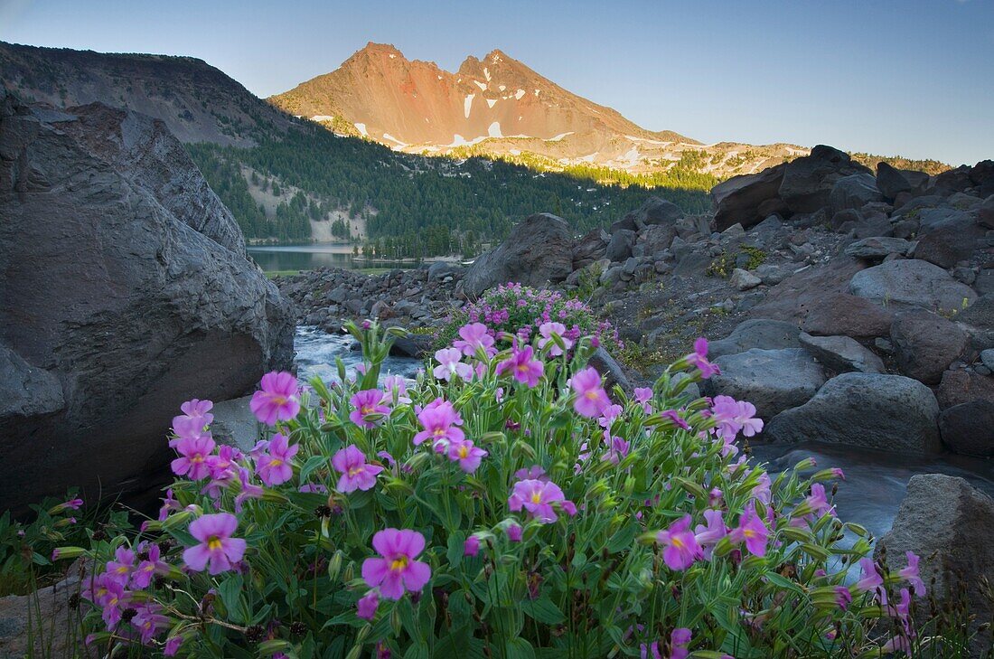 Broken Top Mountain and Purple Monkey Flowers Mimulus lewisii, Three Sisters Wilderness, Oregon