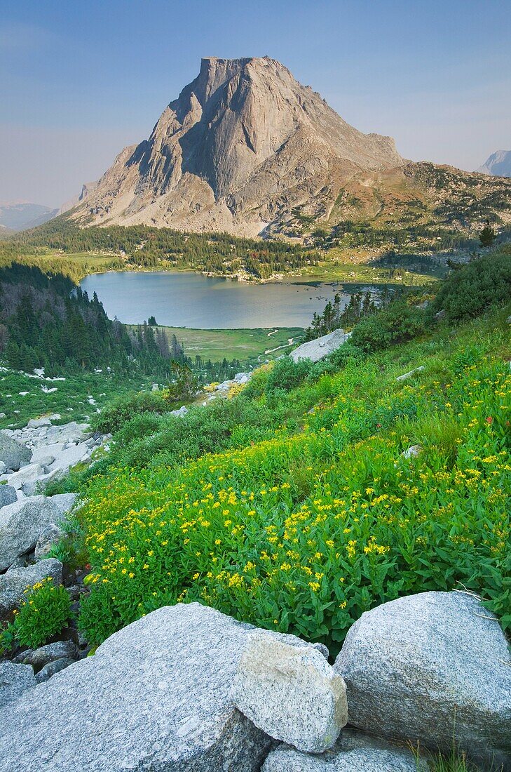Mitchell Peak, Yellow Aster wildflowers in the foreground, Popo Agie Wilderness, Wind River Range Wyoming