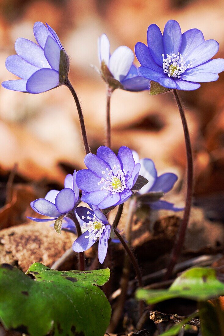 Liverworts Hepatica nobilis grows on calcareous soil in a deciduous forest - Naturpark Altmuehltal, Bavaria/Germany