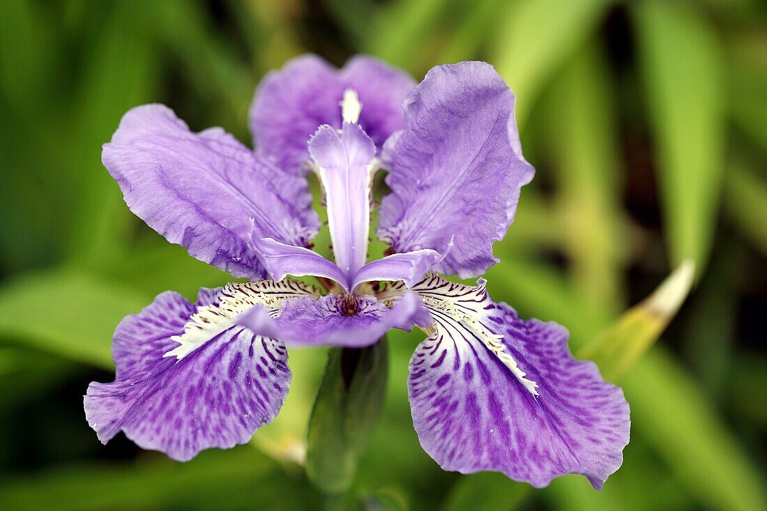 iris.