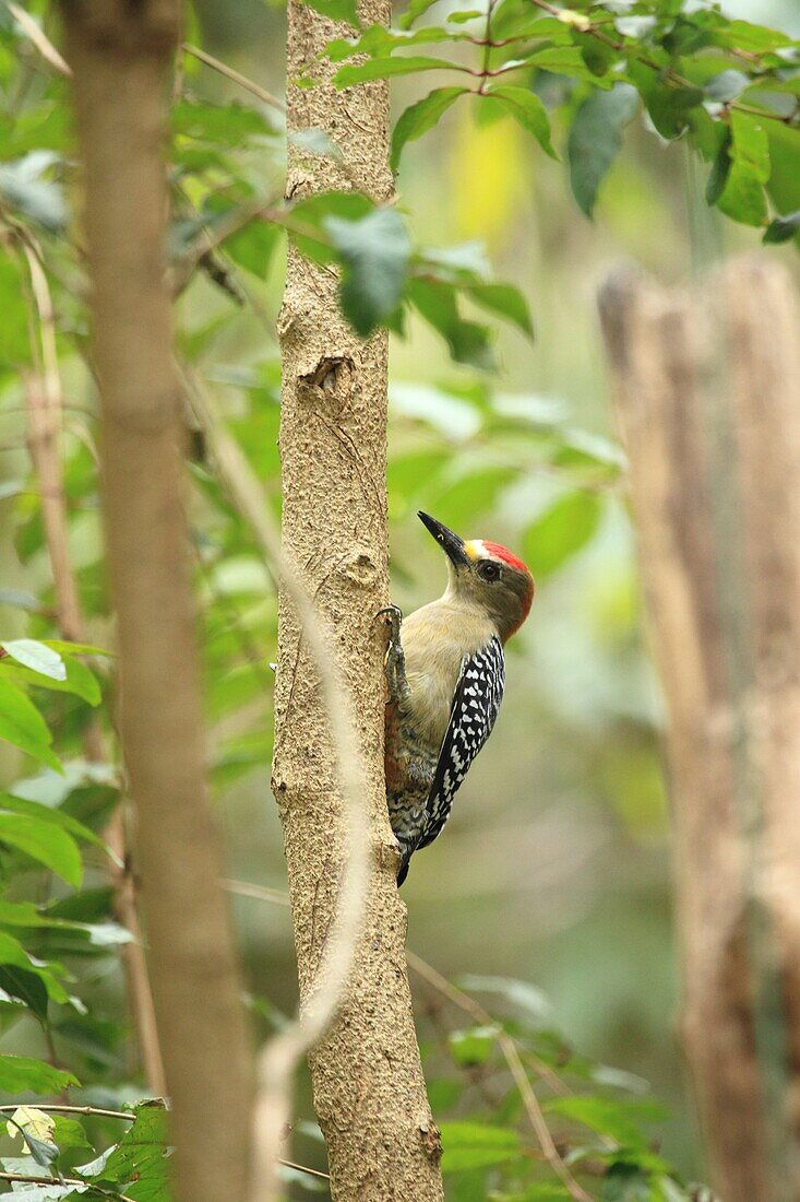 Red-crowned Woodpecker, Venezuela