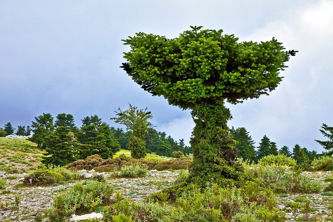 Greece, Ionian, kefalonia: Mount Enos, tree