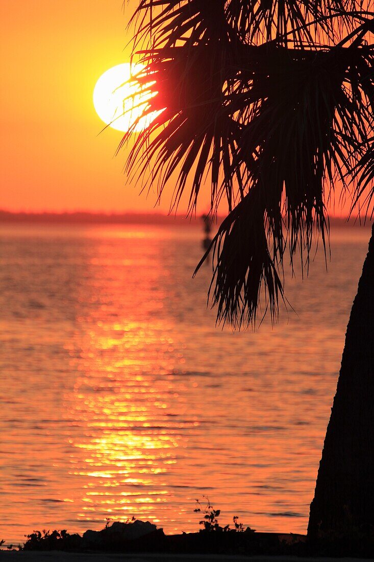 A USA Florida sunset behind the native sabal palm trees and Charlotte Harbor at Port Charlotte on the Gulf Coast