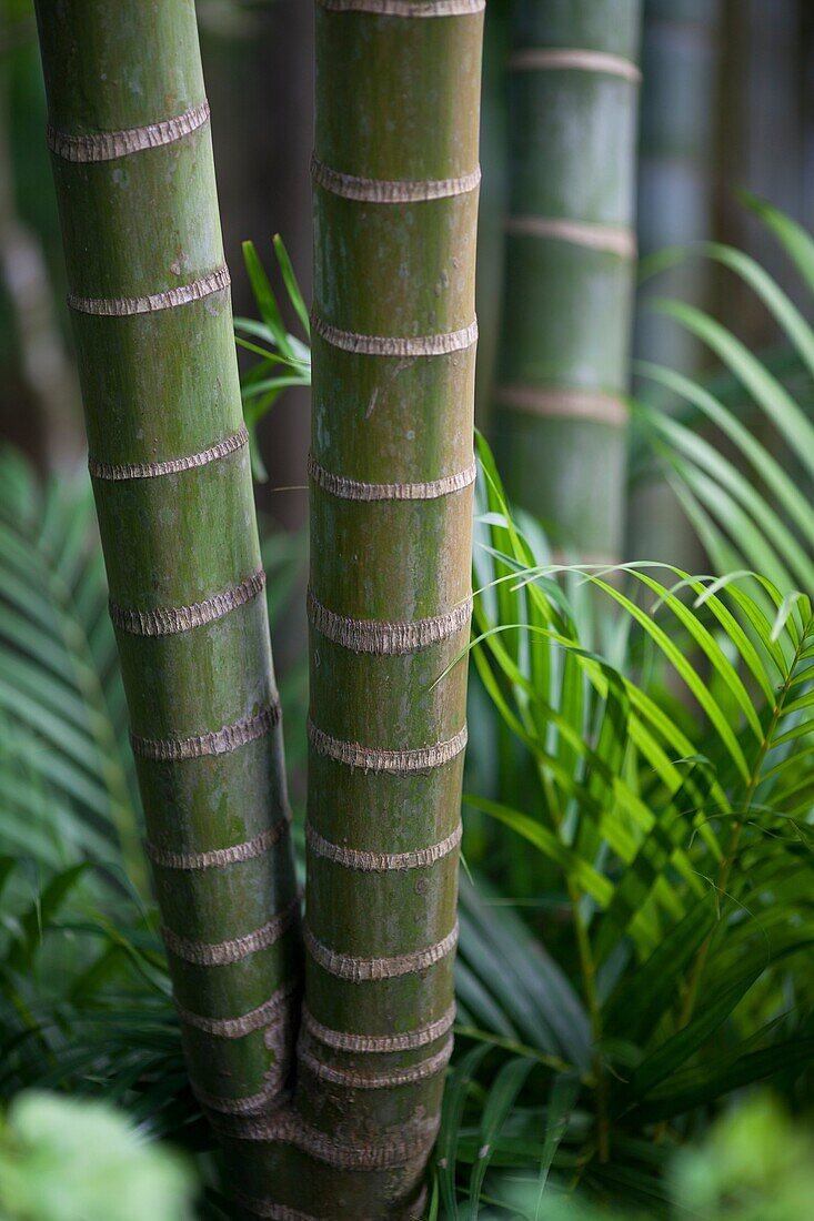 Palm trees at Tianya rain forest park, Hainan Island, China.