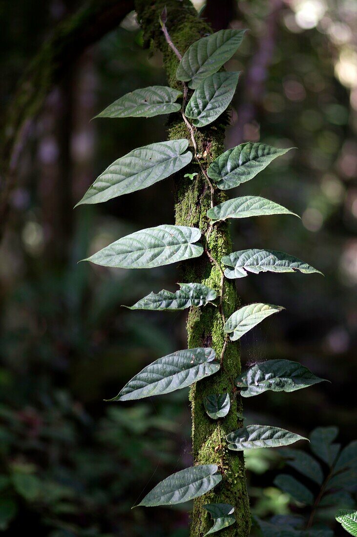 Green leaves. Image taken at Matang Family PArk, Sarawak, Malaysia.