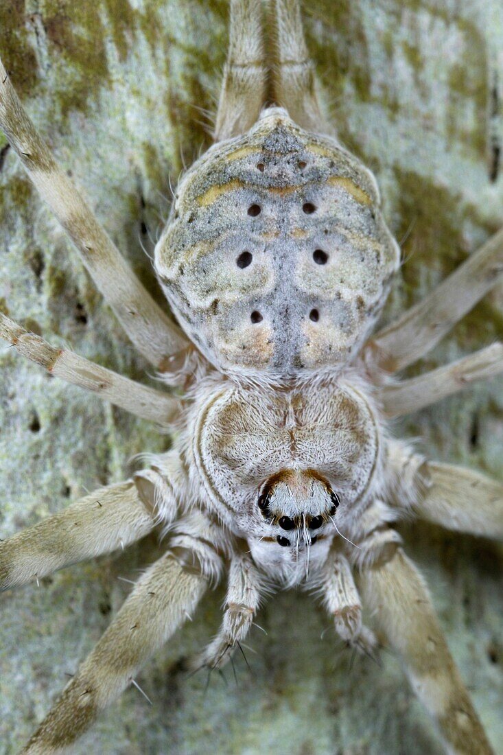 Tree spider. Image taken at Kampung Satau, Sarawak, Malaysia.