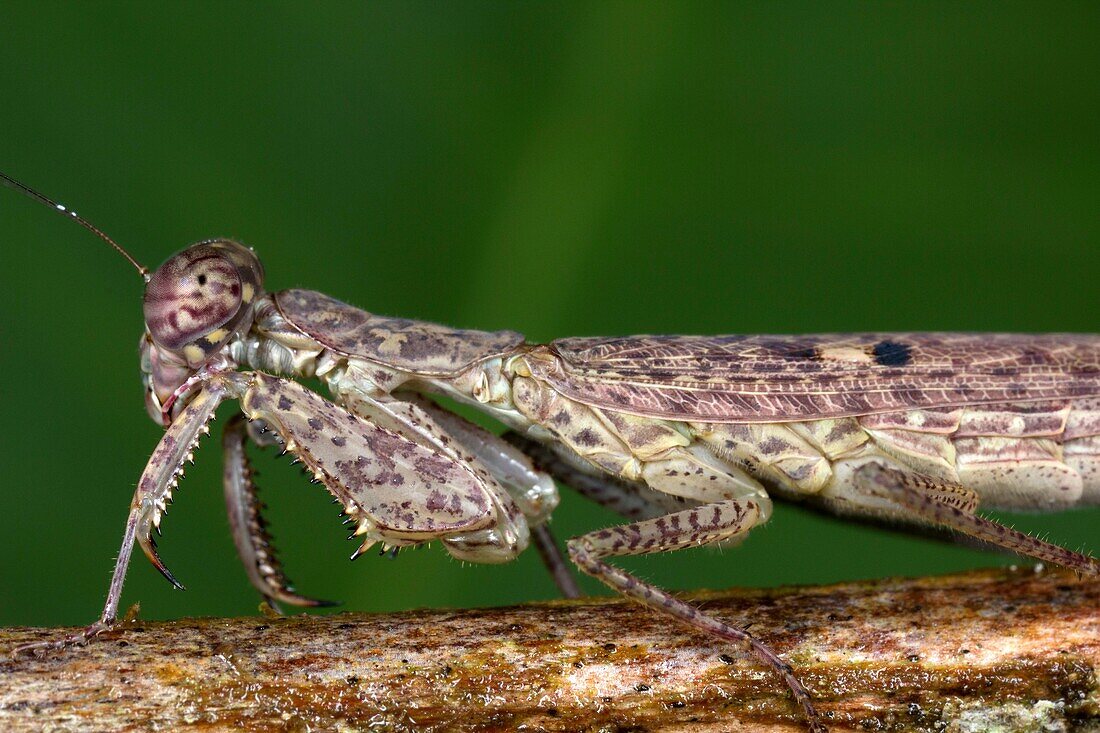 Praying mantis. Image taken at Kampung Singai, Sarawak, Malaysia.