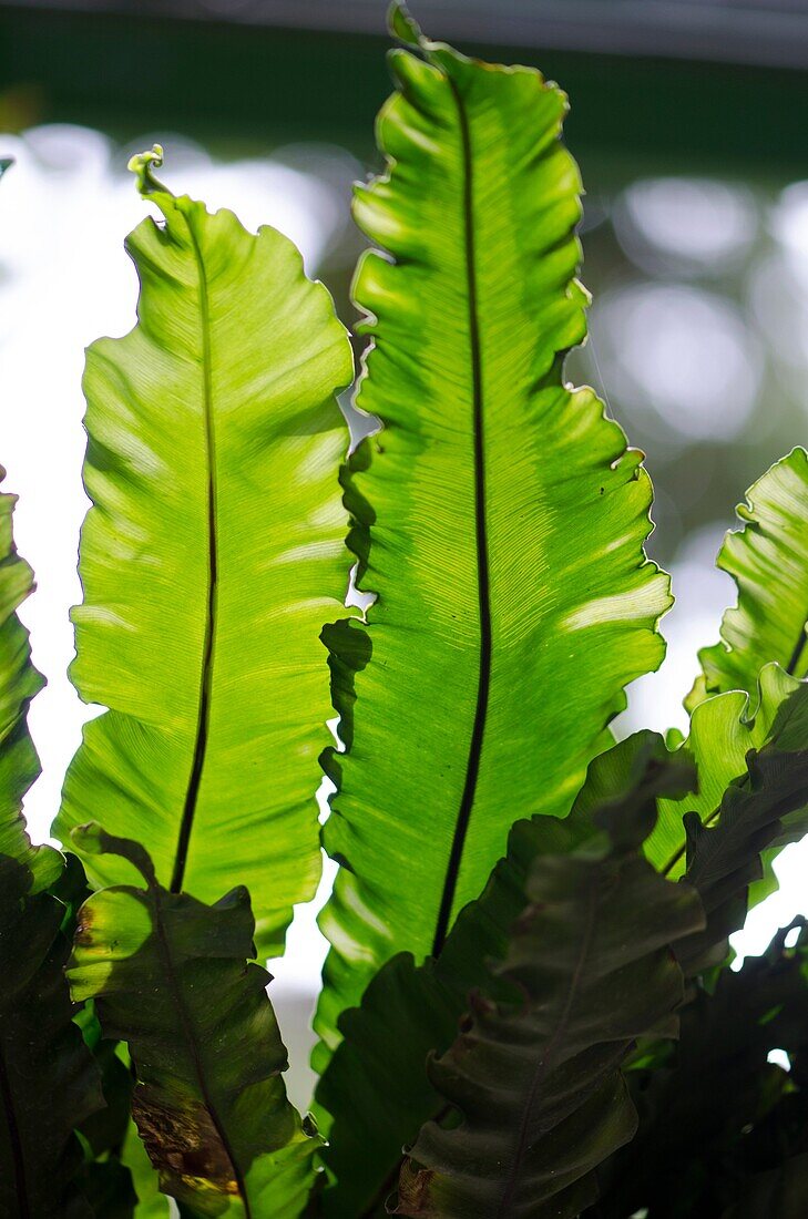 Fern leaves. Image taken at Orchid Garden, Kuching, Sarawak, Malaysia.