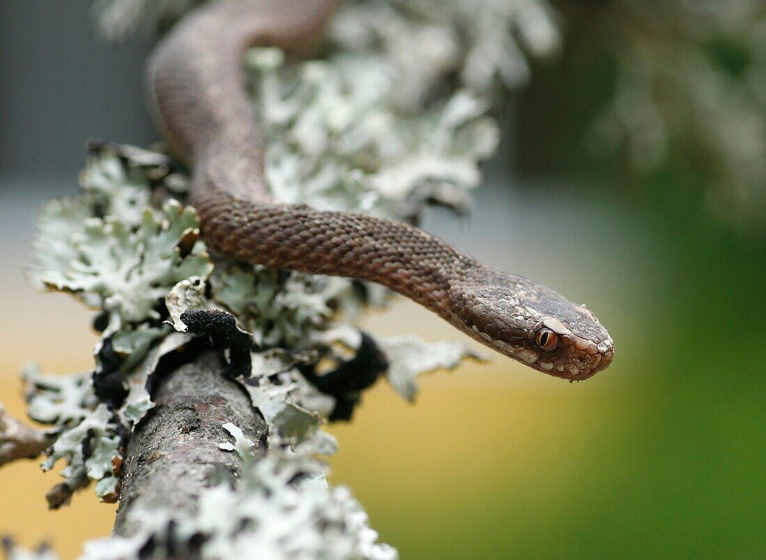 Viper Vipera berus Sweden.