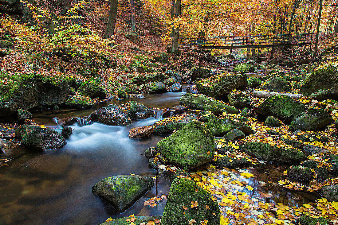 Stream, forest and fallen leaves in autumn, Harz, Germany, Europe