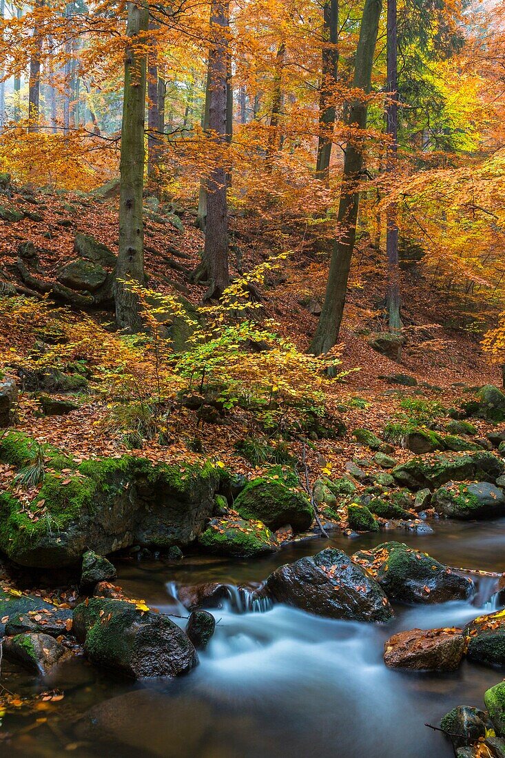 Stream, forest and fallen leaves in autumn, Harz, Germany, Europe