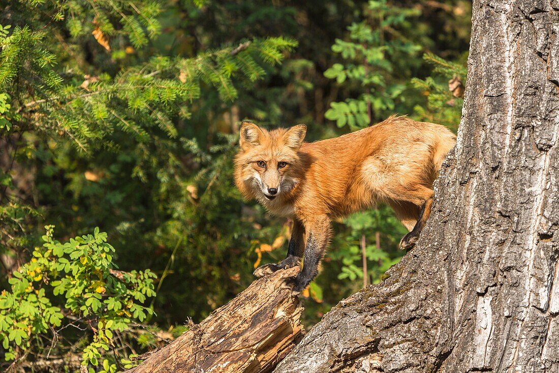 Red fox Vulpes vulpes in the forest, captive, Montana, USA