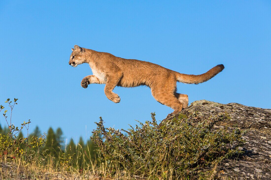 Adult mountain lion Puma concolor jumping from a rock, captive, Montana, USA