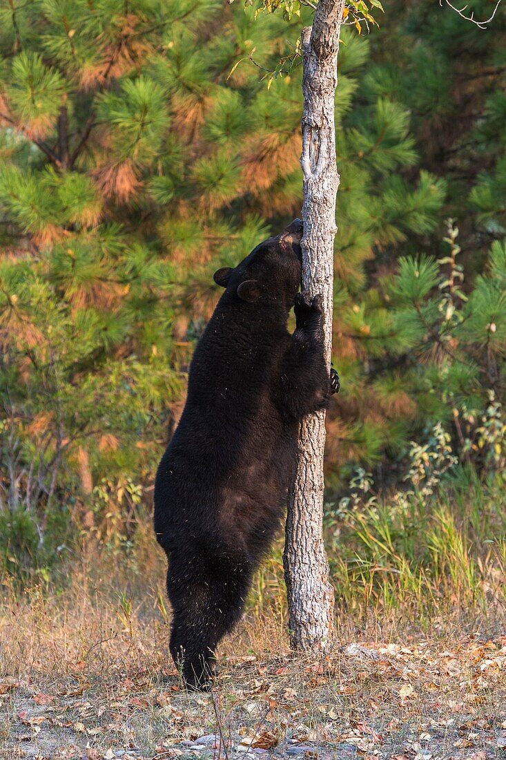 American black bear Ursus americanus rubbing itself on a tree, captive, Montana, USA