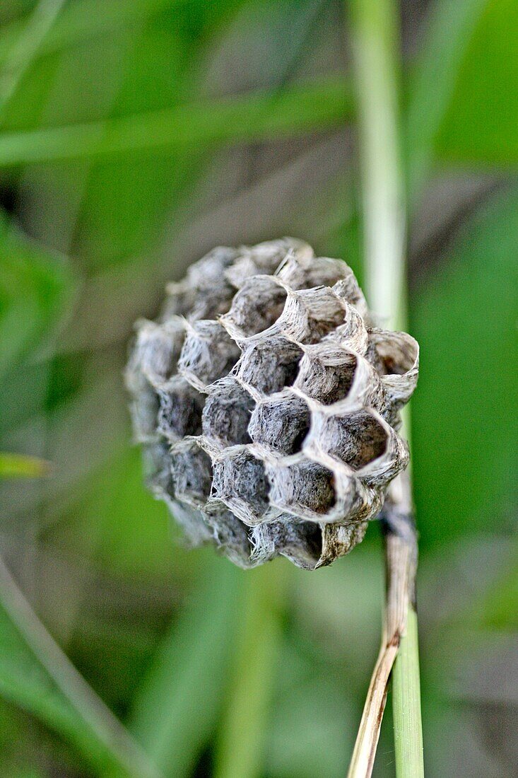 European paper wasp nest