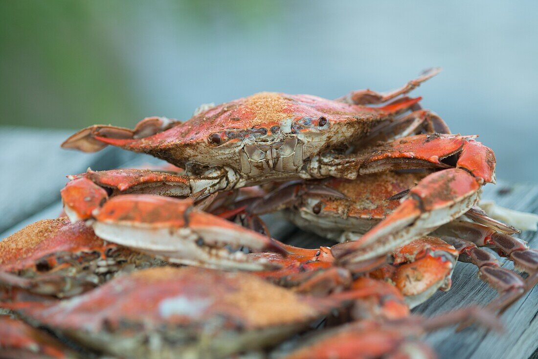 Steamed crabs with Old Bay seasoning on a pier by the shoreline of the Potomac River near the Chesapeake Bay, Virginia USA