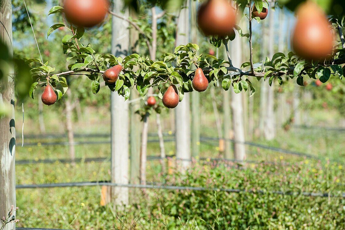 Fruit tree on a pear orchard in Rancagua, Chile.